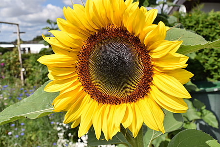 sun flower, plant, garden, flowers, yellow flower, yellow