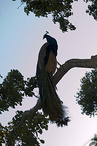 Peacock, boom, zomer, pauwen, vogels, verenkleed, vogel