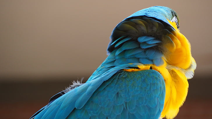 μακώ, μπλε, Κίτρινο, πουλί, ράμφος, ζώο, παπαγάλος