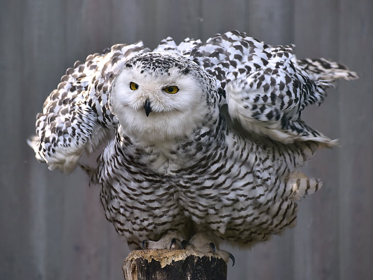 owl, snowy owl, bird, animal, feather, plumage, raptor