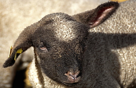 lamb, young sheep, sheep, animal, cute, wool, schäfchen