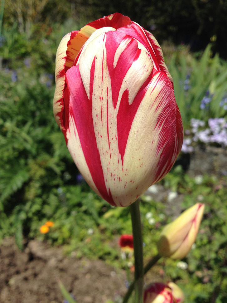 tulipán, tavaszi, kert, tavaszi virág, növény, lángolt, zár