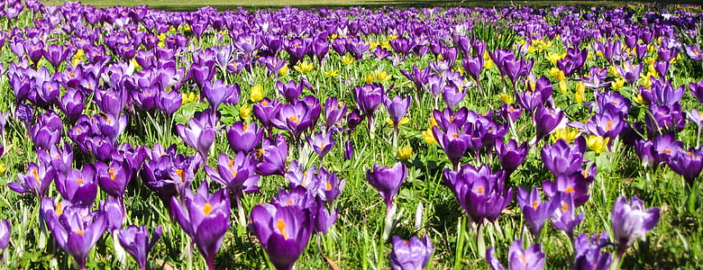 spring, frühlingsanfang, spring awakening, crocus, crocus meadow, flowers