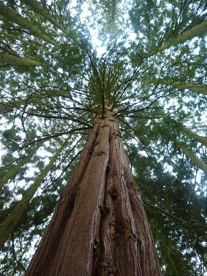 Redwood, Sequoia, χλωρίδα, δέντρο, φύση, κορμό δέντρου, δάσος