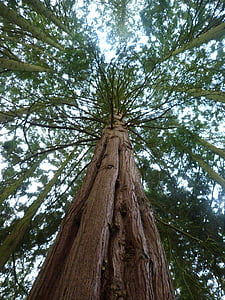 Redwood, Sequoia, Flora, puu, Luonto, puunrunko, Metsä