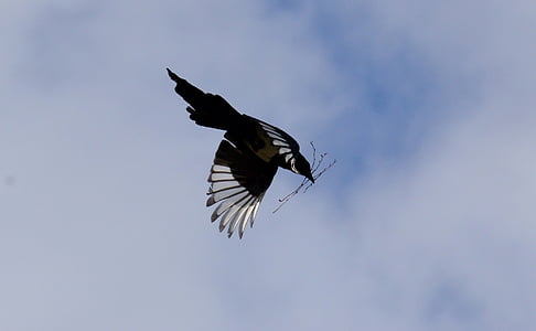 Elster, vuelo, pluma, pájaro, Raven ave, cielo azul, animal