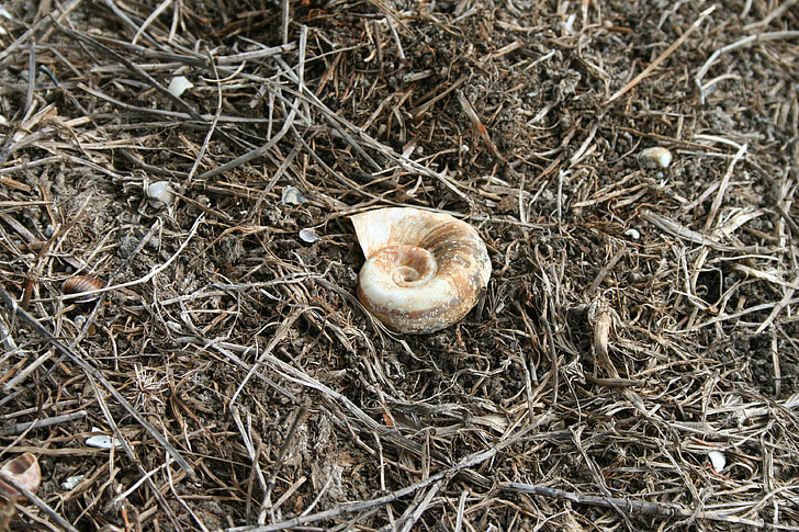 shell, close, leave