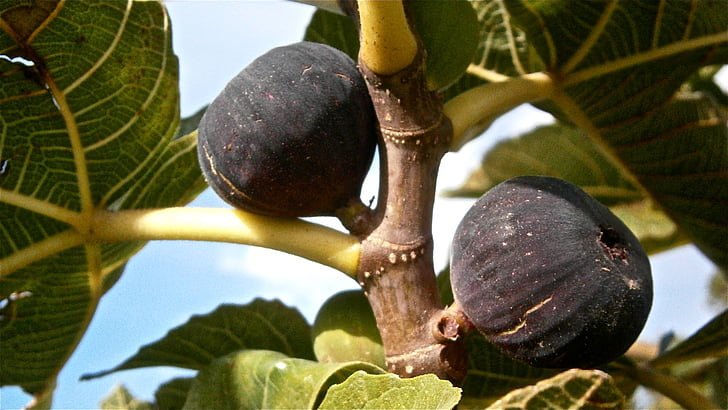 fruit, figs, higera, tree, vegetable, nature