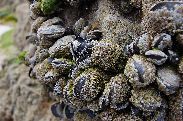 mosselen, Ebb, zee gras, Frankrijk, natuur, zee, Close-up