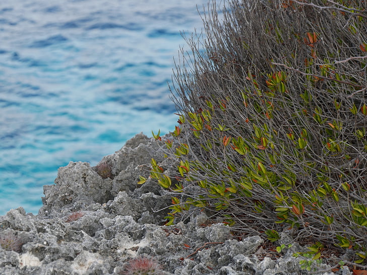 Roca, planta, Mar, branques, l'estiu, verd, paisatge