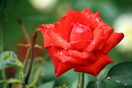 Rose, rosée, Quinn des Bermudes, fleur