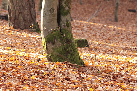 秋天的树林, 叶子, 森林的地面, 秋天, 秋天的色彩