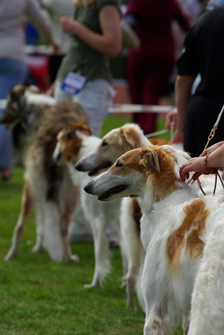 psi, izložba pasa, Ruski eskimski pas, borzoi, životinja