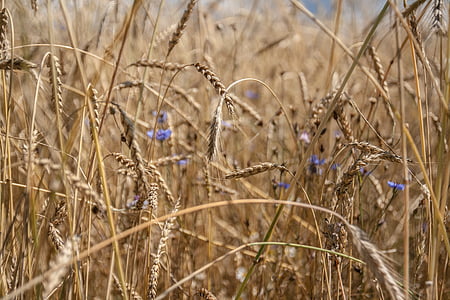 nisu, väli, loodus, teravilja, Kolos, põllumajandus, maastik
