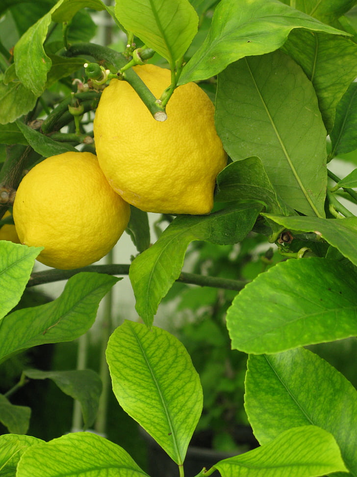 citron, limonáda, strom, ovoce, čerstvé, citrusové, nápoj