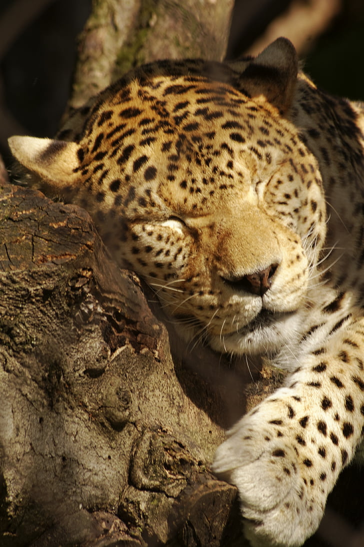 Leopard, däggdjur, djur, djur, naturen, vilda djur, Afrika