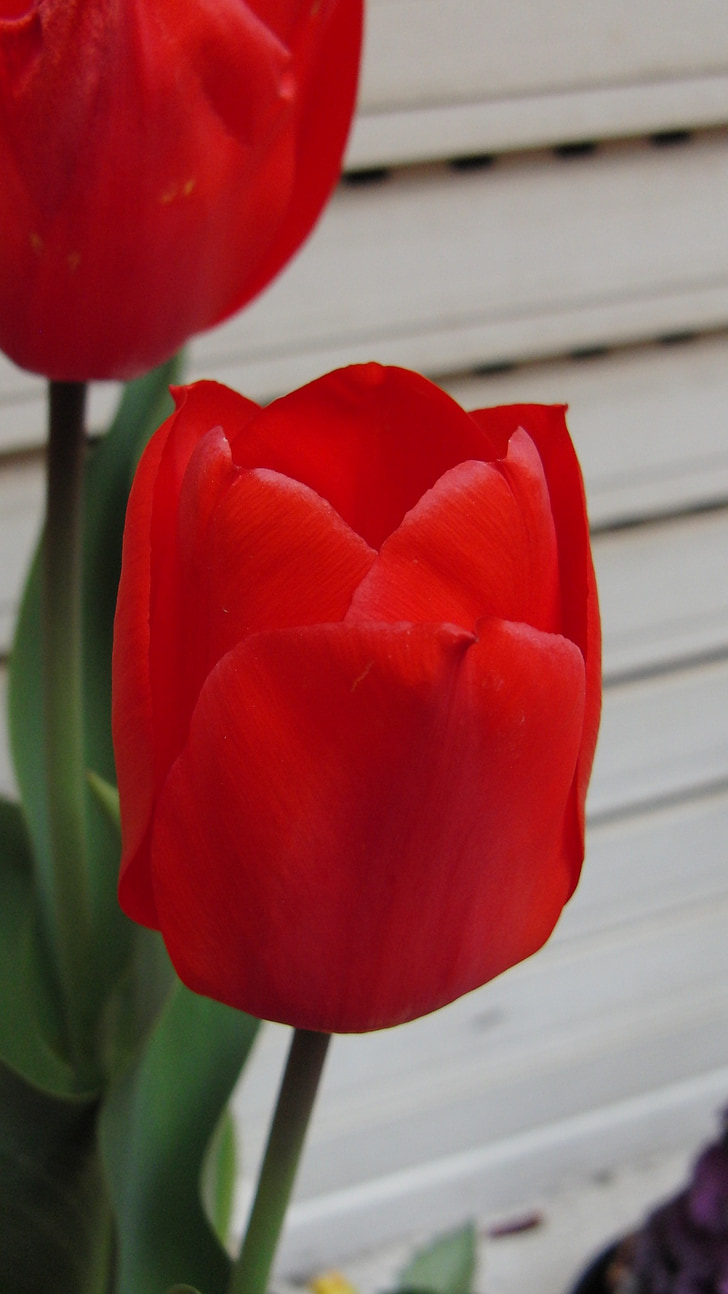 Tulip, blomma, röd