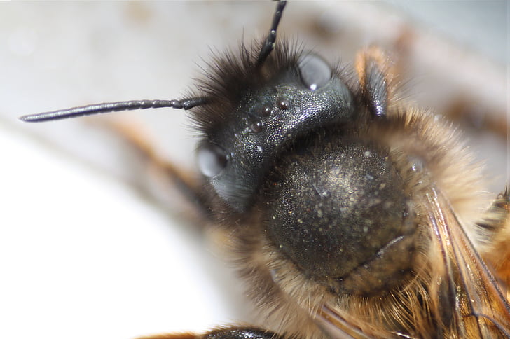včela, makro, hmyz, Zavřít, Příroda, zvíře, detail
