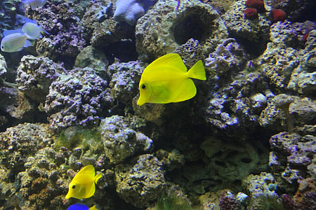 sárga sebész, Zebrasoma flavescens, Egzotikus halak, sárga, akvárium