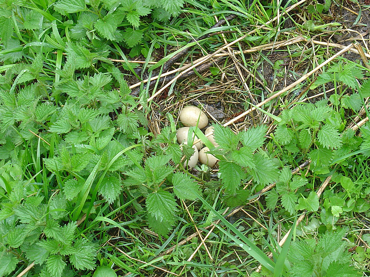 nest, œuf, nature