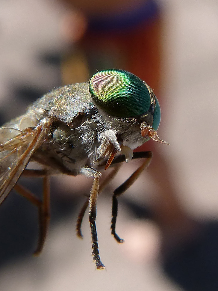 horsefly, compound eye, tabanid, insect eye, sting