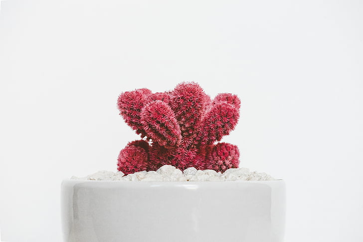 punainen, Cactus, kasvi, alkuun, valkoinen, keraaminen, Pot
