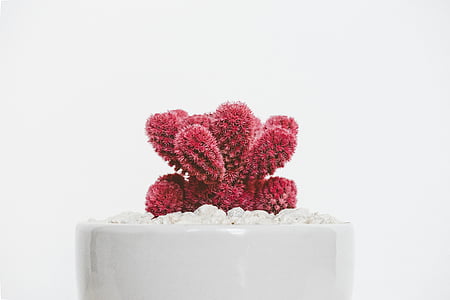Crveni, kaktus, biljka, vrh, bijeli, keramika, lonac