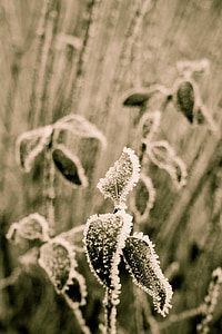 winter, snow, frost, ice, cold, nature, macro