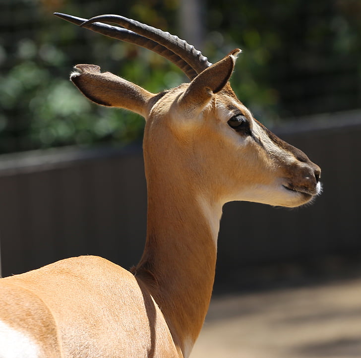 антилопа, Зоологическа градина, tragelaphus oryx