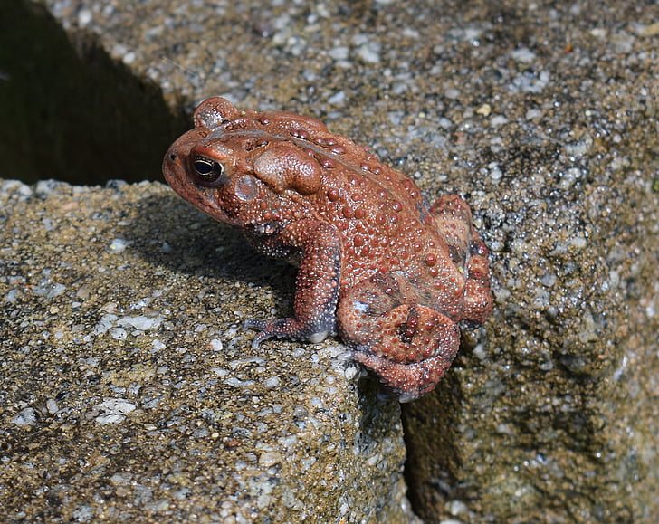 american toad, toad, red phase, amphibian, animal, fauna, spring