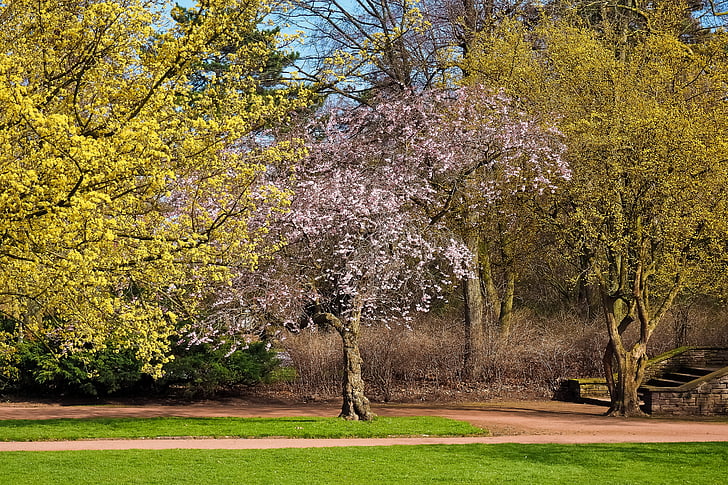 park, landscape, nature, tree, garden, scenic, plant