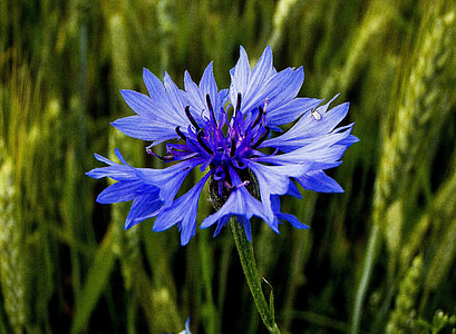 Rudzupuķe, zilo mušu, puķe, zila, augu, vasaras, daba