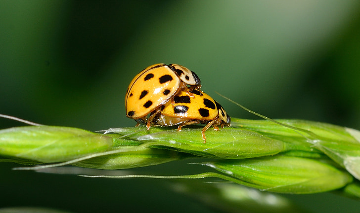ladybug, insect, beetles, coupling, love, reproduction
