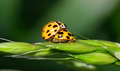 Mariquita, insectos, escarabajos, de acoplamiento, amor, reproducción