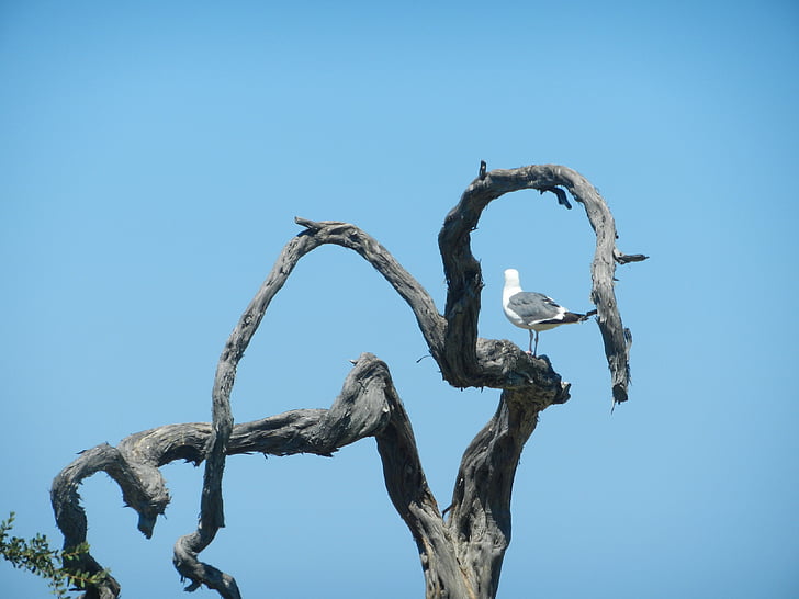 Gabbiano, ramo, natura