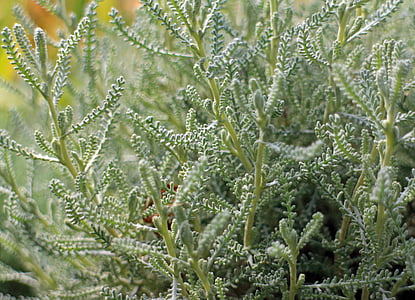 santolina, bindweed, chamaecyparissus, aromatik, keperakan, tanaman hias, tanaman beraroma