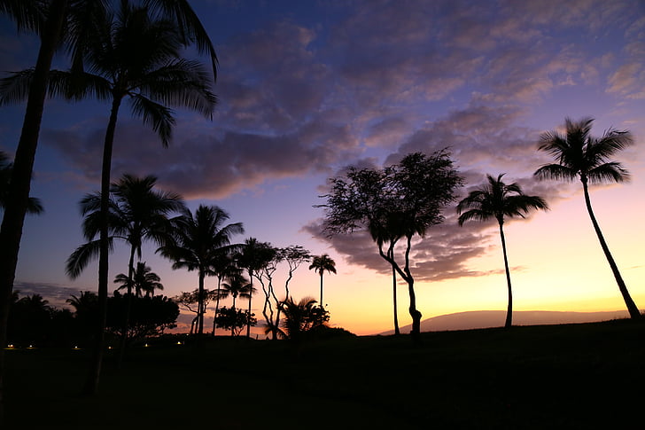 Saulėlydis, siluetai, Havajai, palmė, atogrąžų klimatas, Gamta, jūra