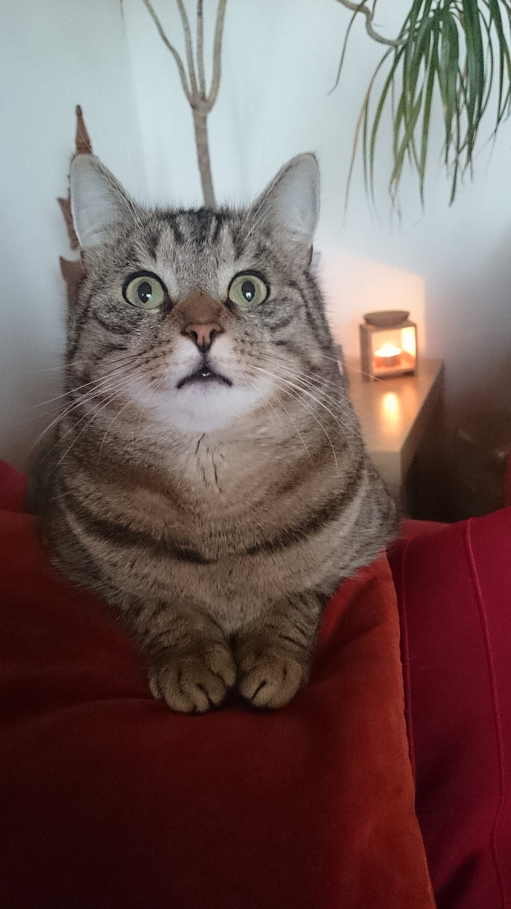 cat, animal, pet