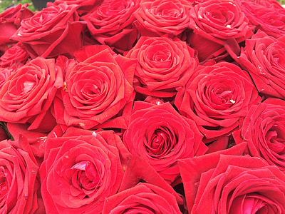 mawar merah, karangan bunga, buket mawar