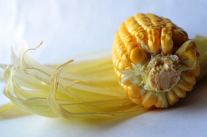 corn, maize, starch, food, nutrition, yellow, crop