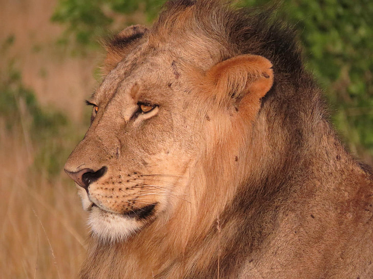Löwe, Kenia, Tierwelt, Afrika, Natur, Tier, Wild