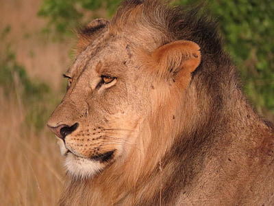 Lion, Kenya, faune, l’Afrique, nature, animal, sauvage
