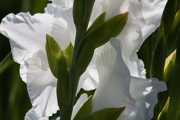 Gladiolus, sverd blomst, iridaceae, hvit, grønn, blomst, natur