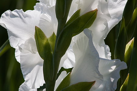 gladíolo, flor de espada, Iridaceae, Branco, verde, flor, natureza