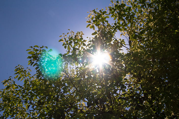 le foglie, albero di canfora, sole, Sunshine