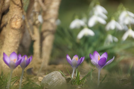spring, flower, purple, nature, crocus, snowdrop