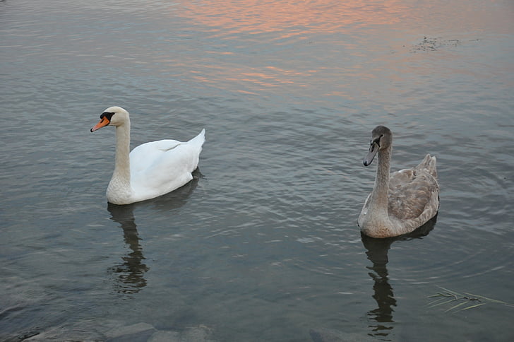 Lacul balaton, Swan, apa