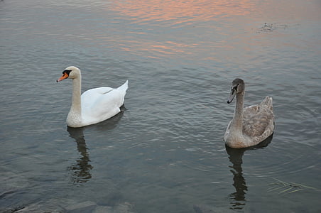 lake balaton, swan, water
