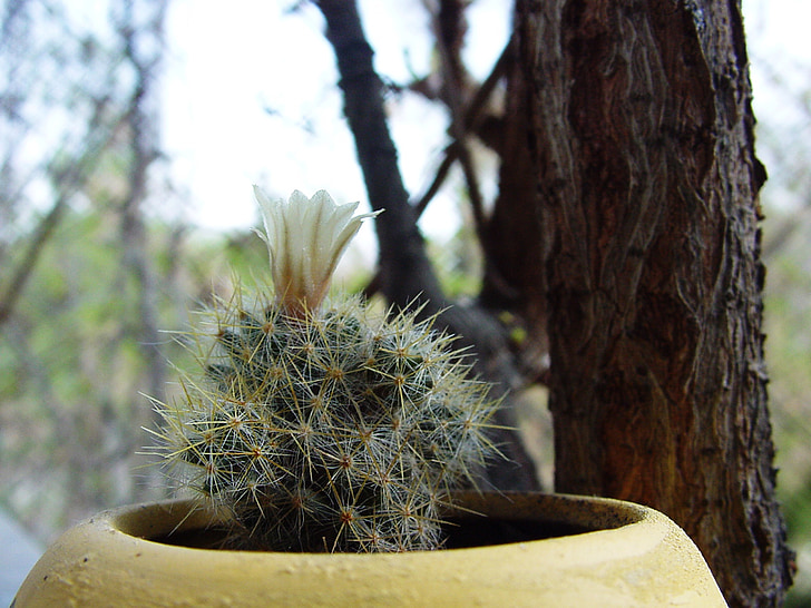 Cactus, fleur, dans une casserole, plantes, vert, jaune, Bloom