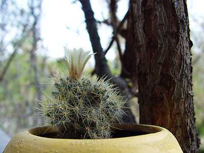 cactus, flower, in a pot, plants, green, yellow, bloom